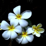 Plumeria Alba / White Frangipani / West Indian Jasmine / Fam Apocynaceae