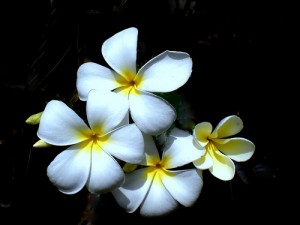The Fragrance of Life The Fragrance of Life