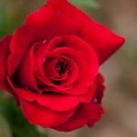 Rose,_Konrad_Henkel